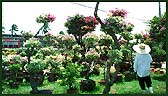 Tropical plants