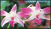Orchids